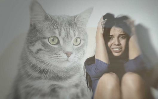 Ailurophobia: Understanding and Conquering the Fear of Cats