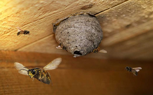 Buzzing Fears: How to Manage Phobia of Bees and Wasps